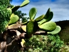 20140320_Teneriffa_U_008