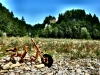 20170719_Grasburg_011