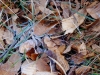 20180204_PoncioneDArzo_051