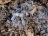 20180204_PoncioneDArzo_060