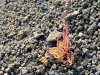 20190222_LaPalma_064_2