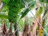 20190302_LaPalma_007_2