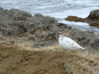 20210517_Island_016