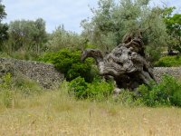 20220526_Mallorca_009