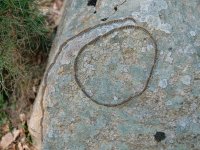 20240512_Korsika_010