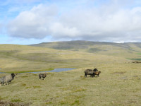 20250531_Faeroeer-Inseln_004