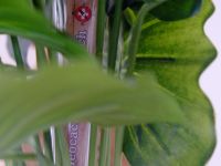 20210205_SPLOG_010